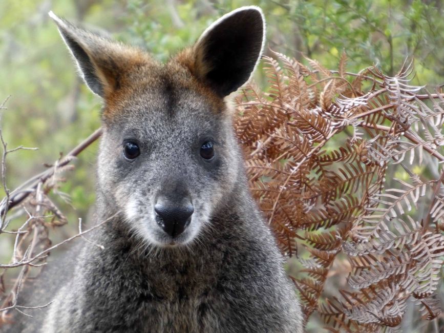 Wilsons-Promontory-Nationalpark