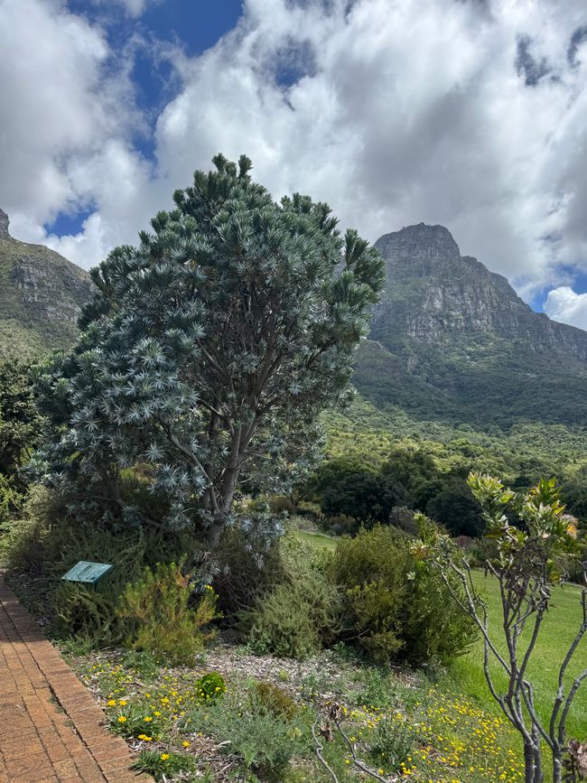 Jahreswechsel in Capetown