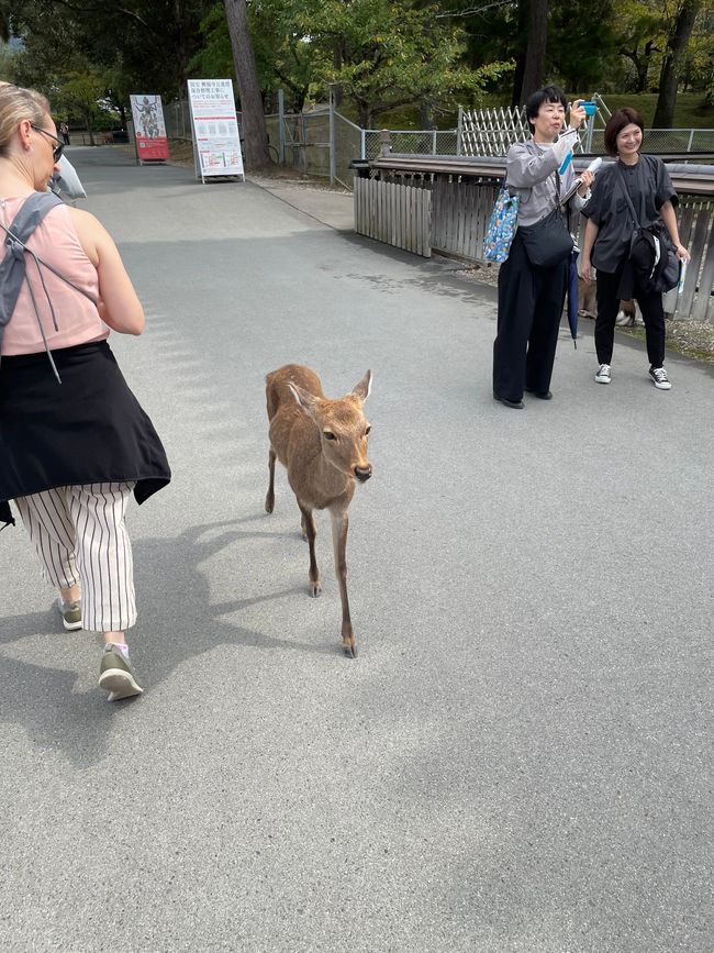 Nara