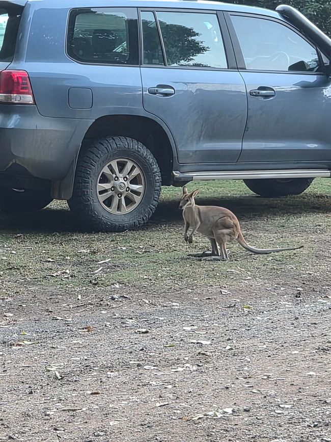 Kangaroo and Possums🦘
