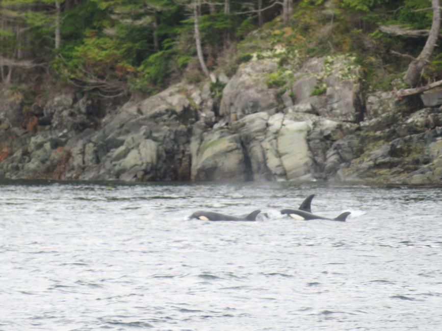 Lugar de avistamiento de ballenas