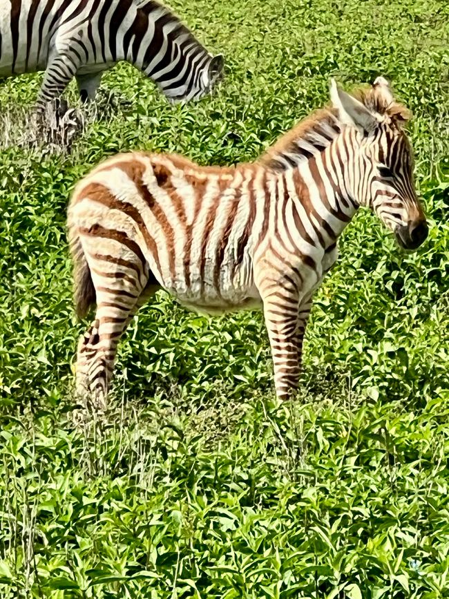 Från Lake Naivasha Country Club till Great Rift Valley Lodge and Golf Resort