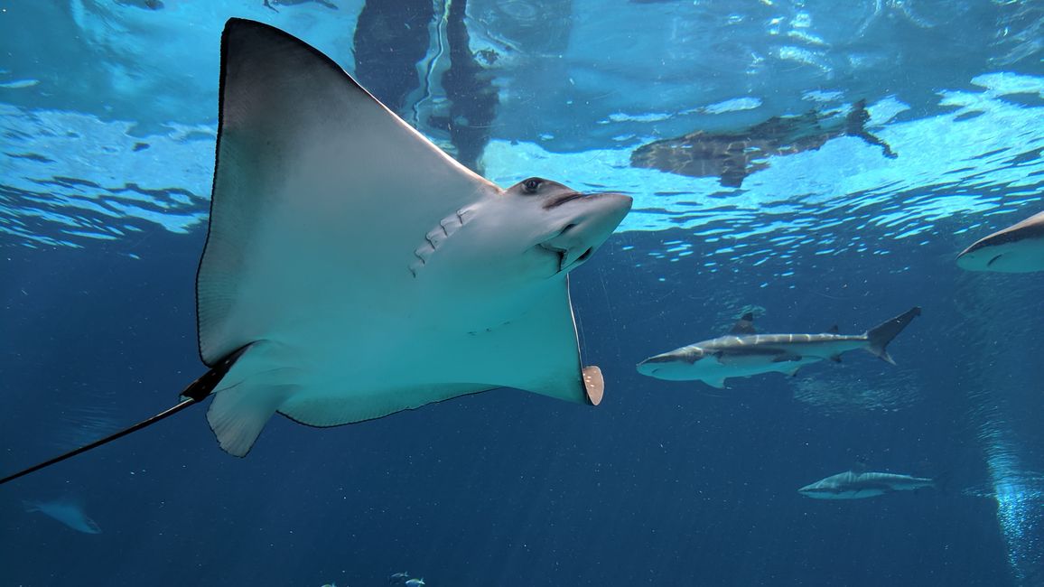 Shark Attack