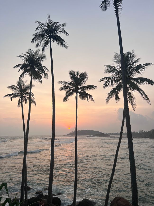 Coconut hill