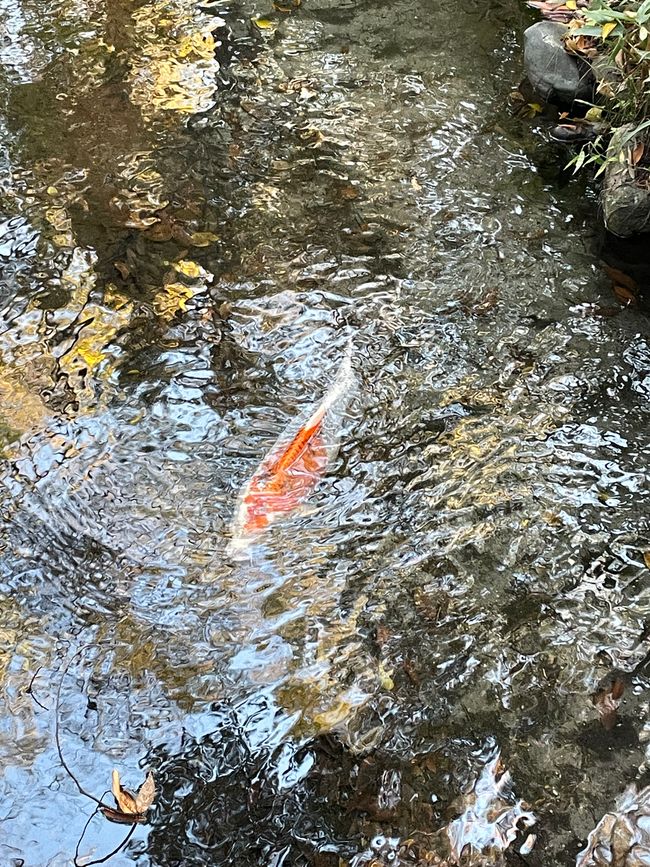 Koi