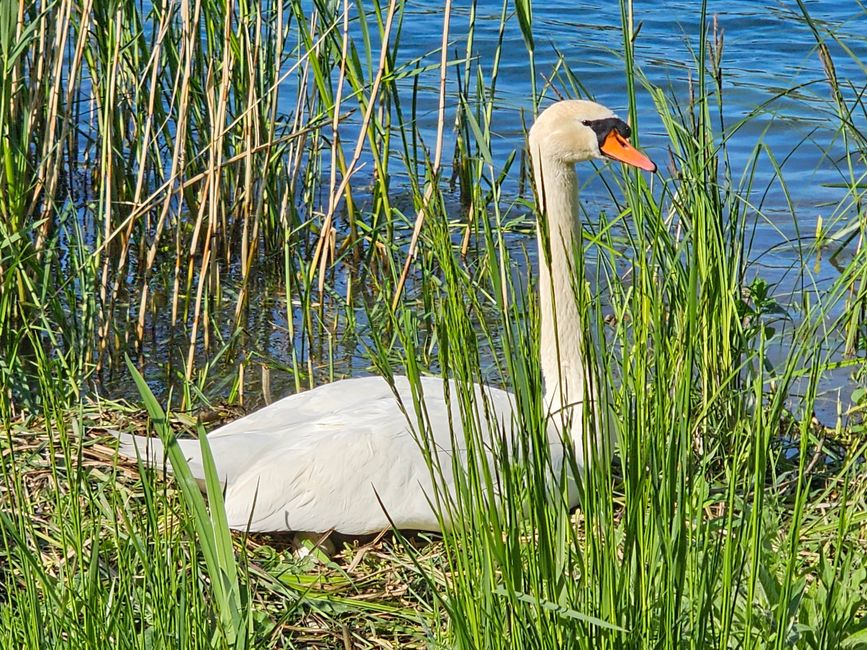 Breisach am Rhein