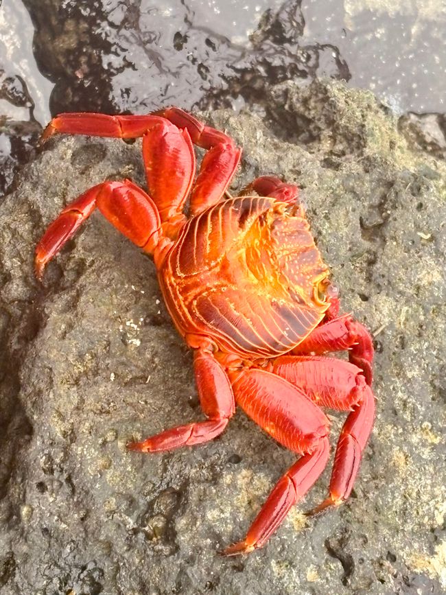 Santa Cruz (Galápagos)
