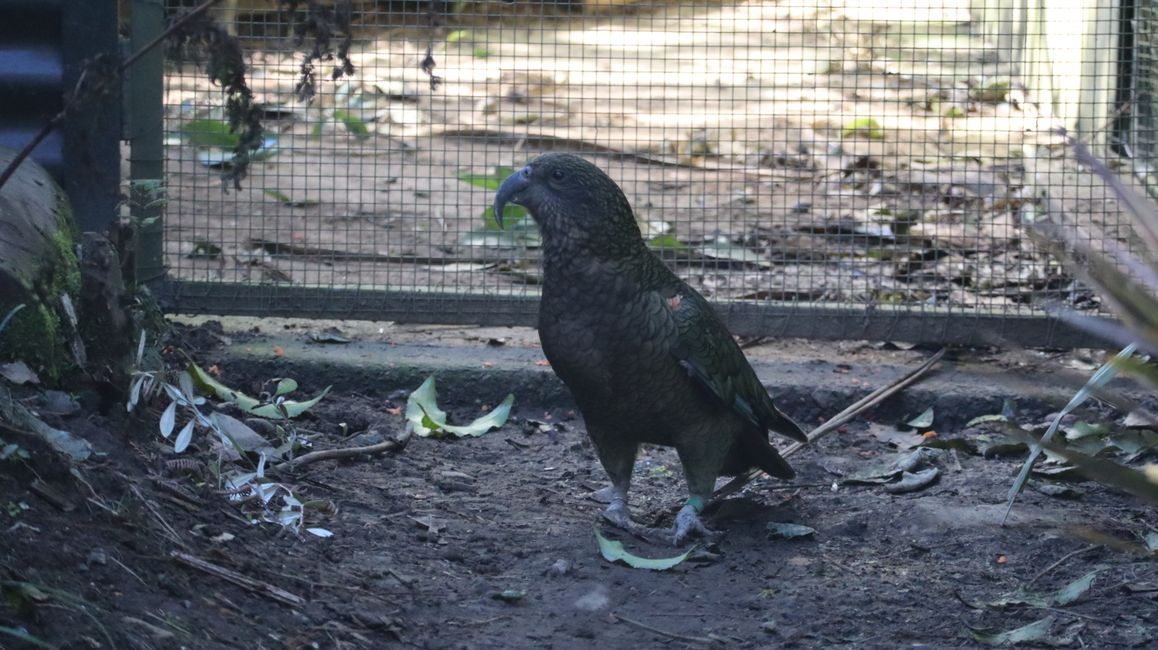 Ein Kea - einer der intelligentesten Vögel der Welt