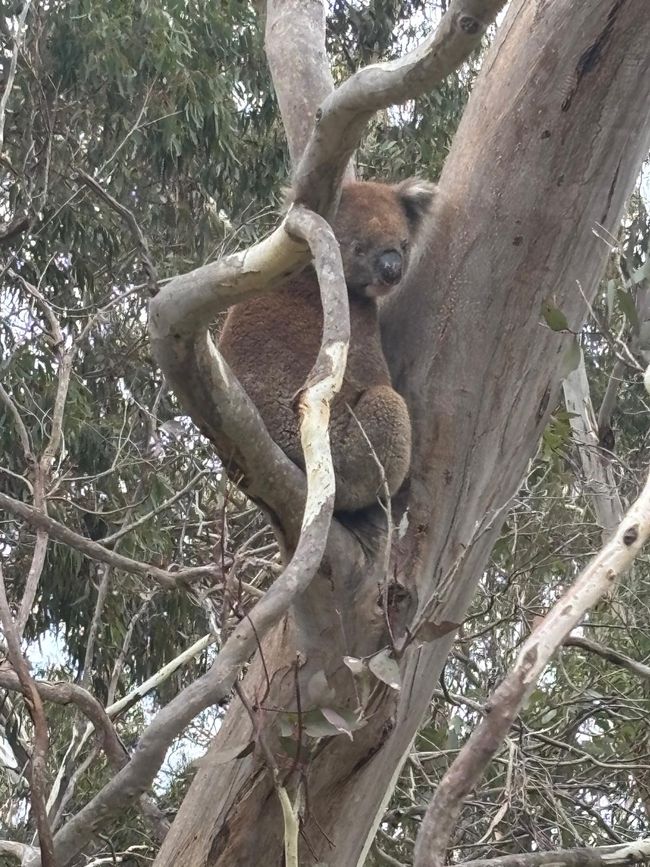 Kangaroo Island