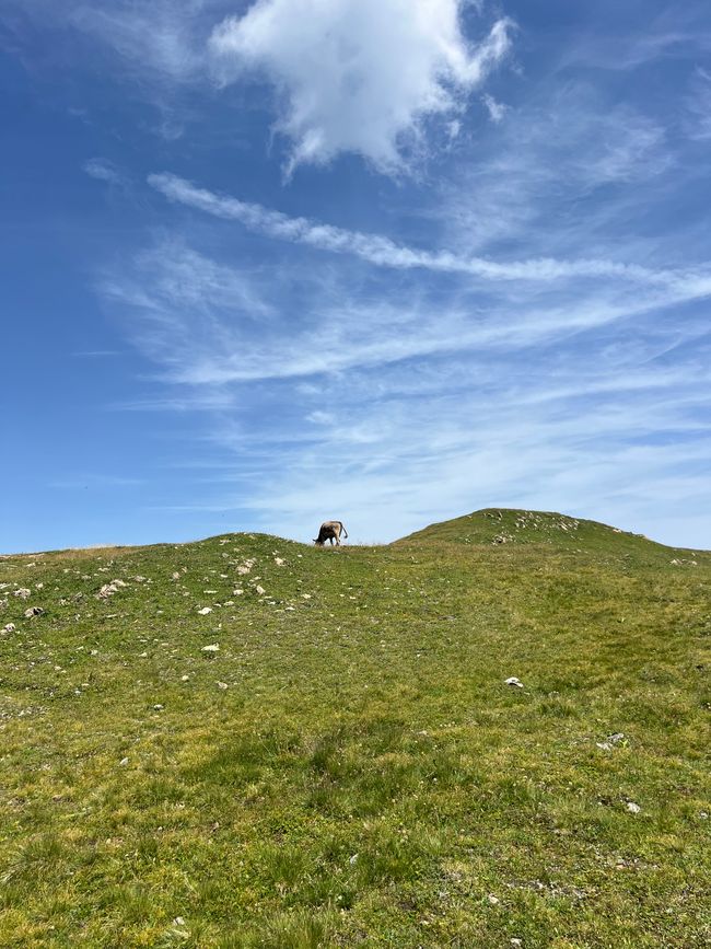 Cow on the hill pizol