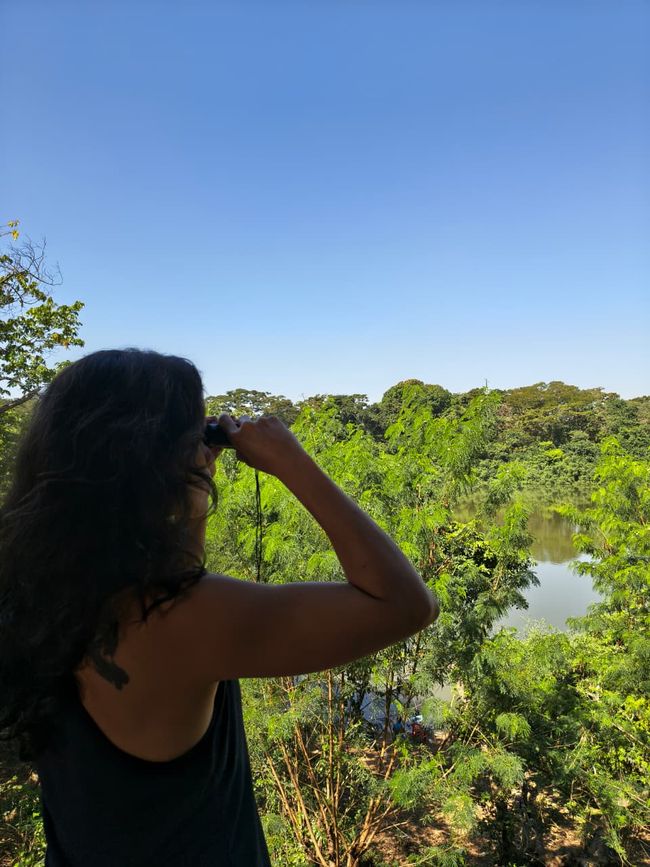Birdwatching no rio