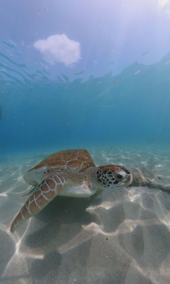 Tag 12 - Touristenchaos bei den Schildkröten und coole Sprünge bei Playa Kalki