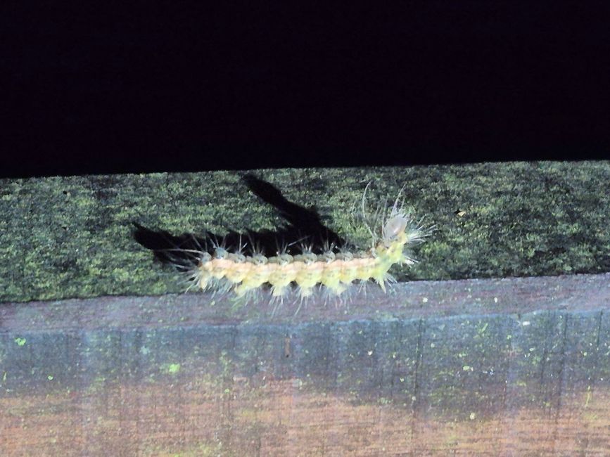 Parc National de Mulu