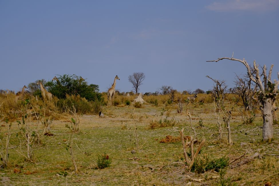 Delta del Okavango 🇧🇼