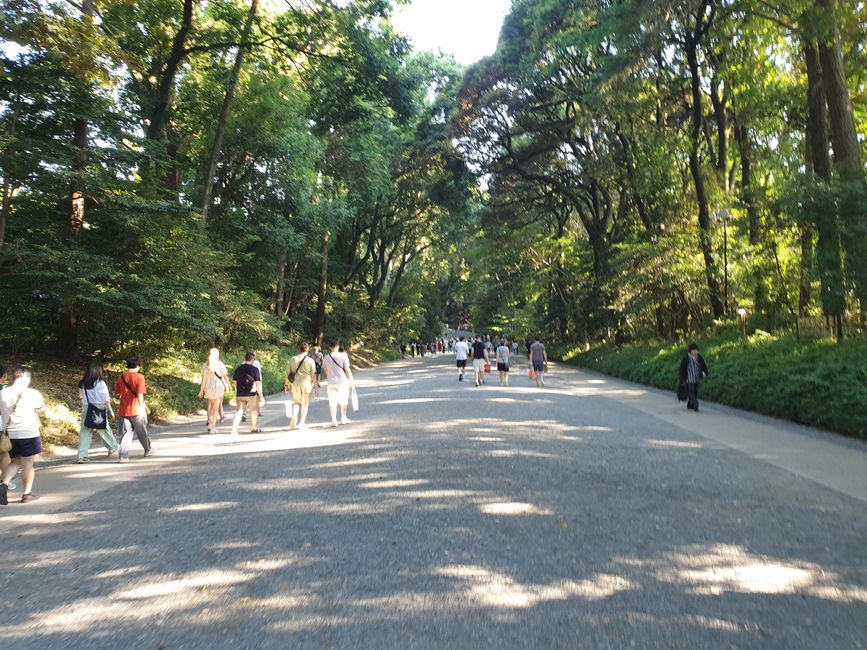 Some activity on the forest paths