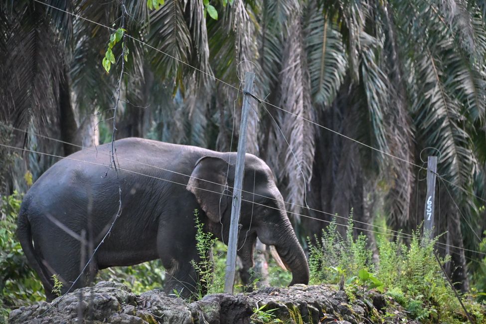 Kinabatangan
