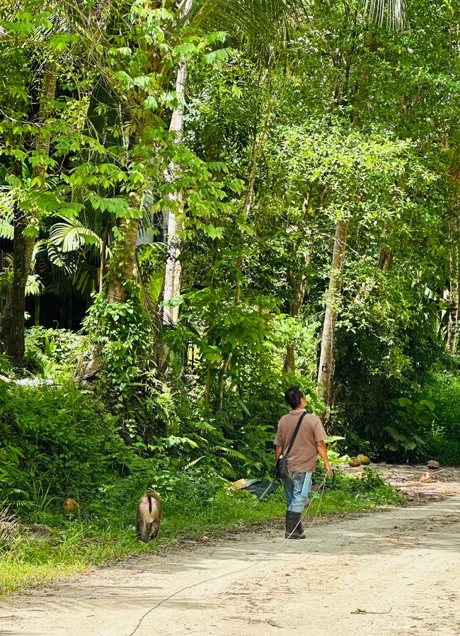 Koh Phangan e ultimi giorni in Thailandia