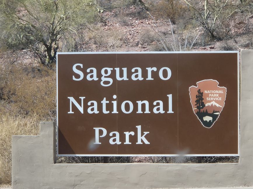 BLOG 11: En la tierra del cactus Saguaro