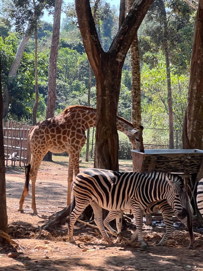 Tag 16 - Phu Quoc: Tierische Higloghts und glitzerndes Einhorn