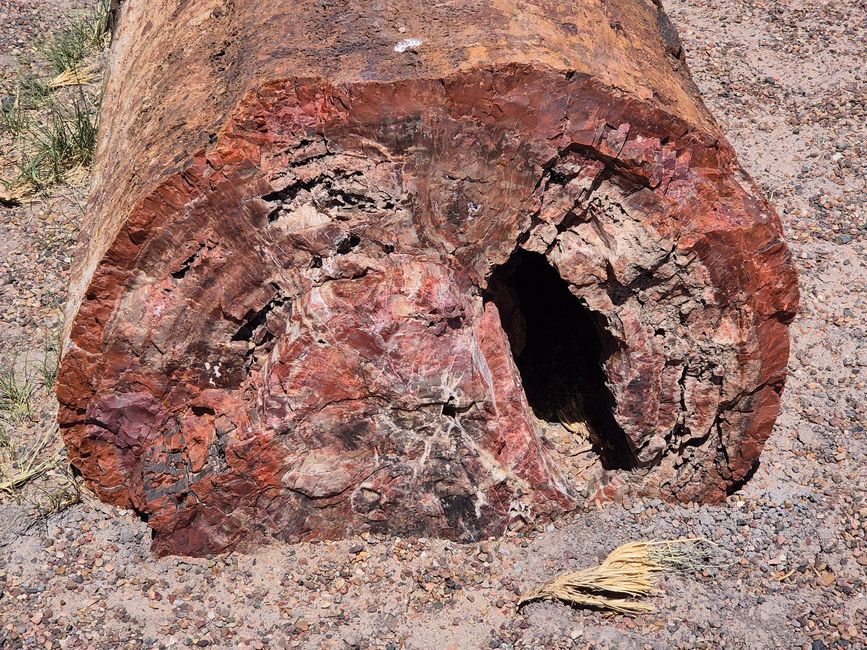 Forêt Fossile