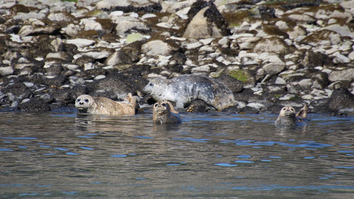 Tag 24: Trip nach Juneau: Wale, Gletscherausbruch & 16.000 Touristen