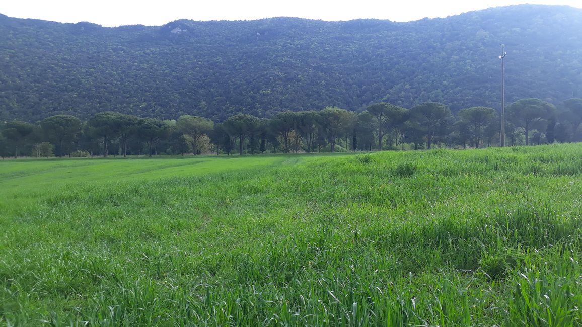 Mächtiger Pinienhain entlang des Ufers vom Fiume Velino