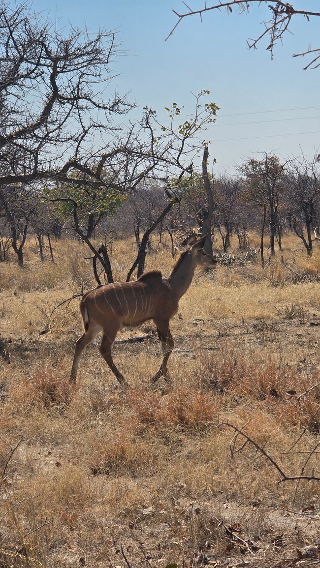Kudu Mädel