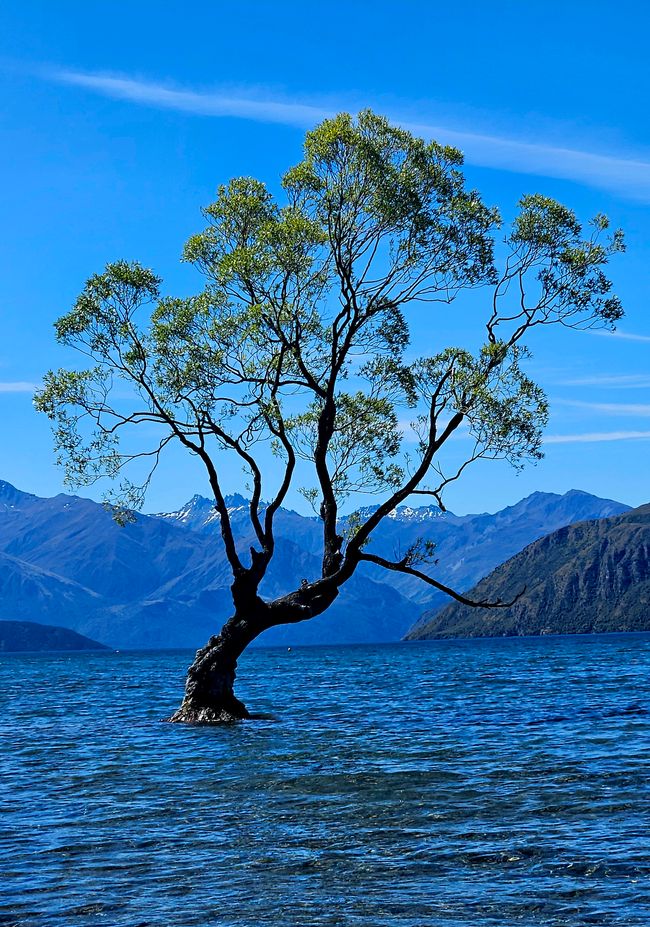 A tree stands in the water