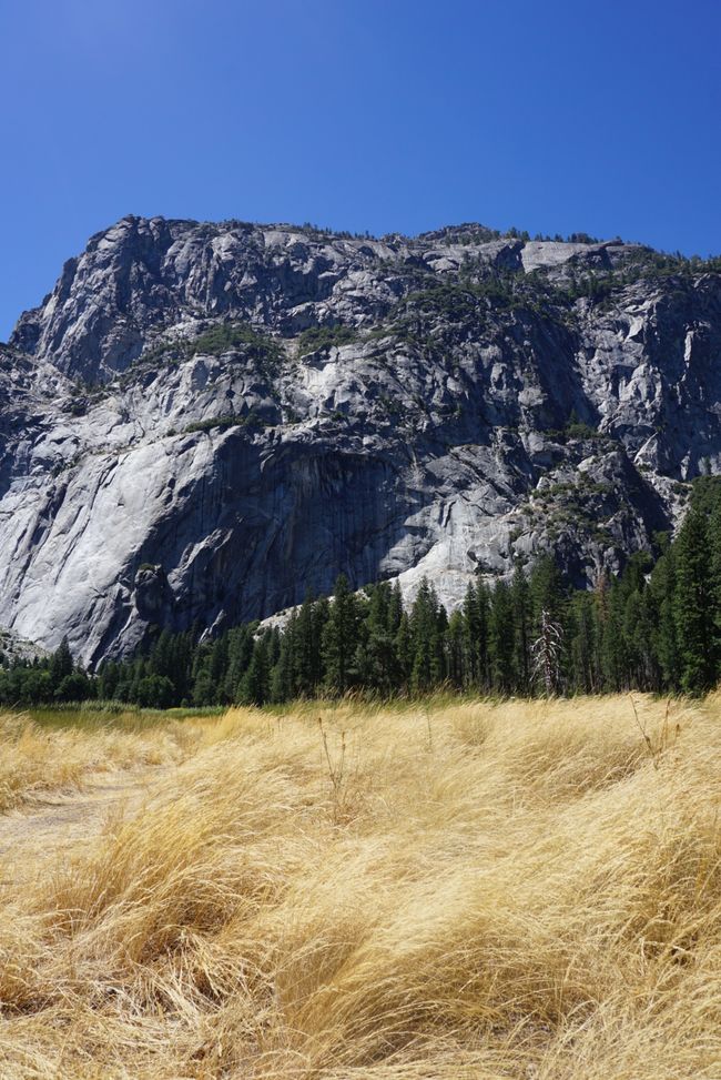 Tag 9 - Ultimo giorno nello Yosemite e un momento indimenticabile con un orso 🐻