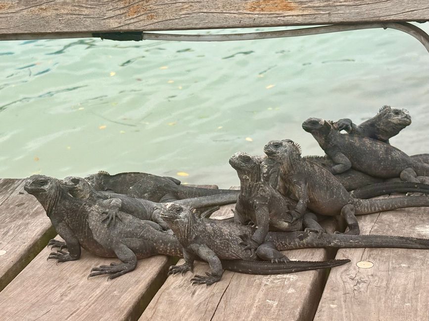 Santa Cruz (Galápagos)