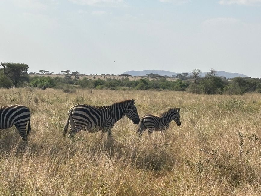 Serengeti Partie 2 - L'armée des gnous traverse la rivière Mara