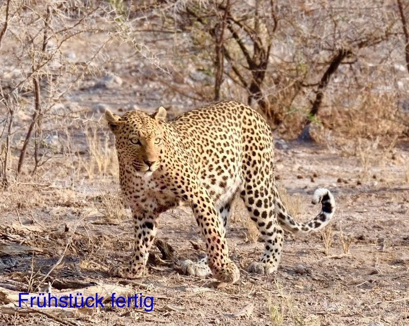 Etosha - Día de los Gatos