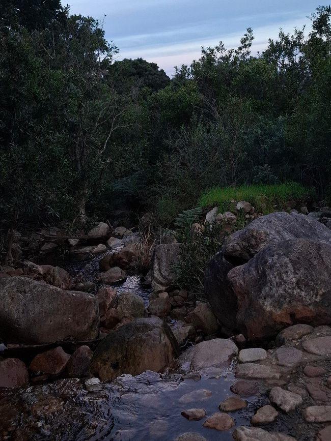 Sendero Constantia y bosque de Newlands