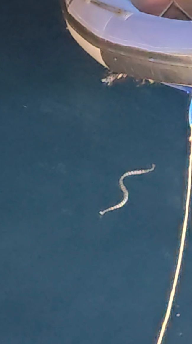 Eine Schlange schwimmt am Abend im Licht des Bootes