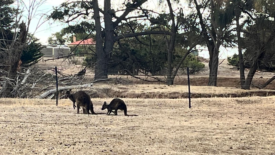 Kangaroo Island