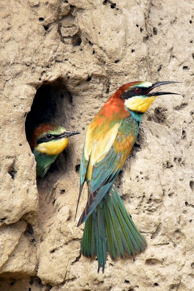 Bee-eaters in Lassee