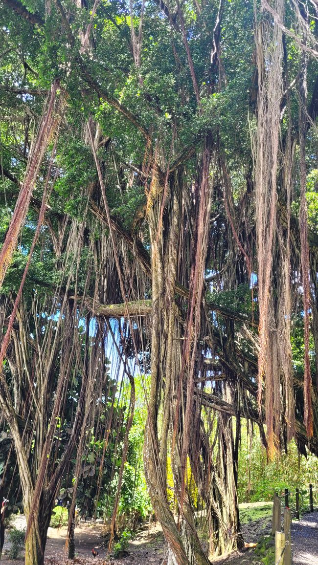 Tour around the edge of Tahiti-Nui