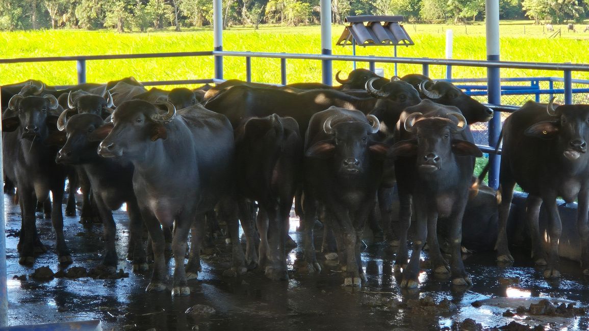 Los búfalos solo se crían para la producción de carne