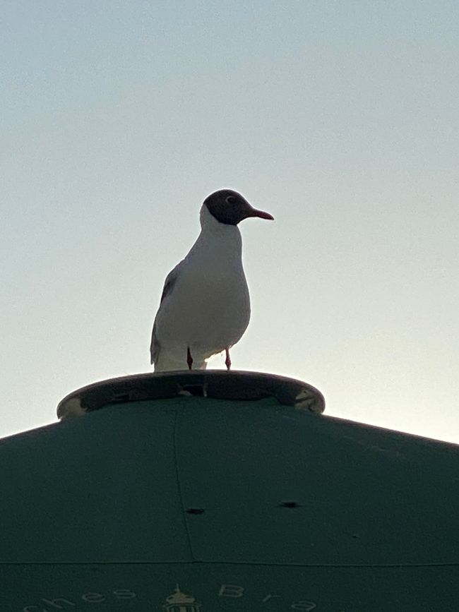 Diese Lachmöwe wartete auf Eiswaffeln oder Fischbrötchen