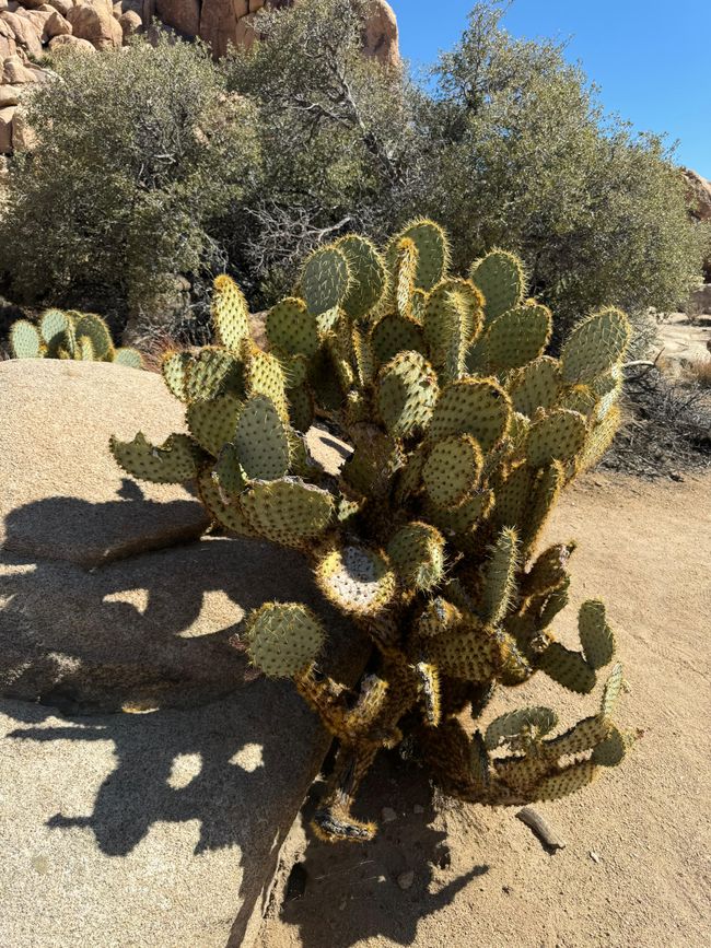 26.09. Joshua Tree Park