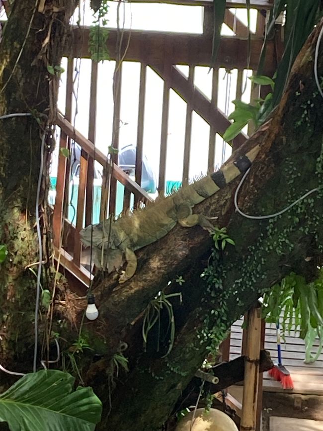 Tortuguero