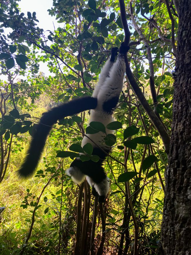 Maravilla de la naturaleza - Parque Nacional Andasibe