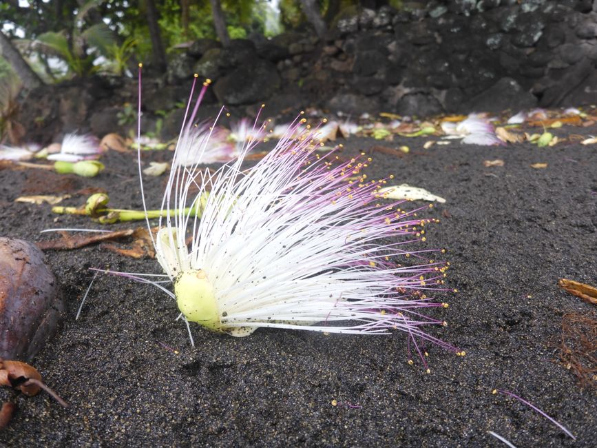 2025-04-23 Tahiti und Huahine