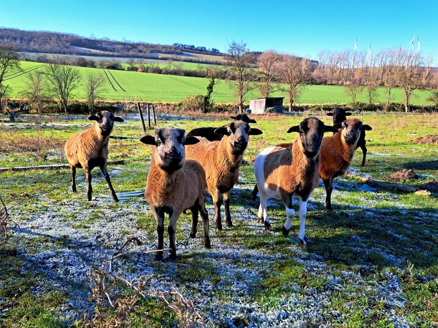 Ziegen kann man leicht fotografieren, die sind neugierig...