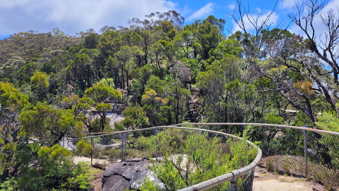 Blue Mountains – Eukalyptusbäume locken nicht nur Koalas an