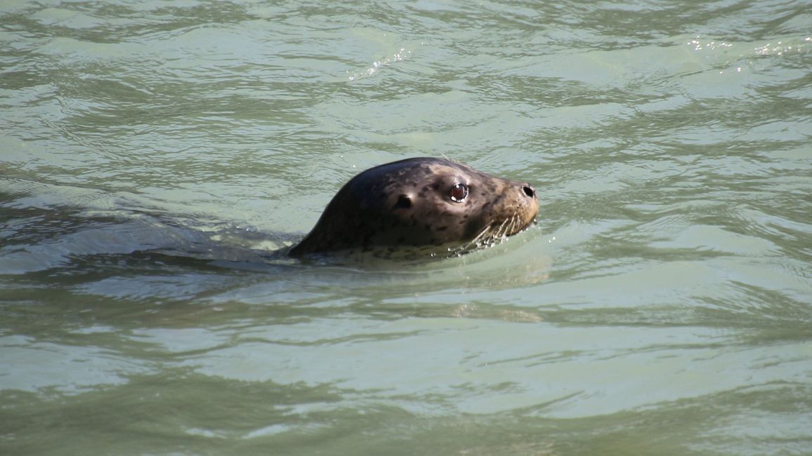 Day 25: Chilkoot Lake & more 'Bear' than we would like