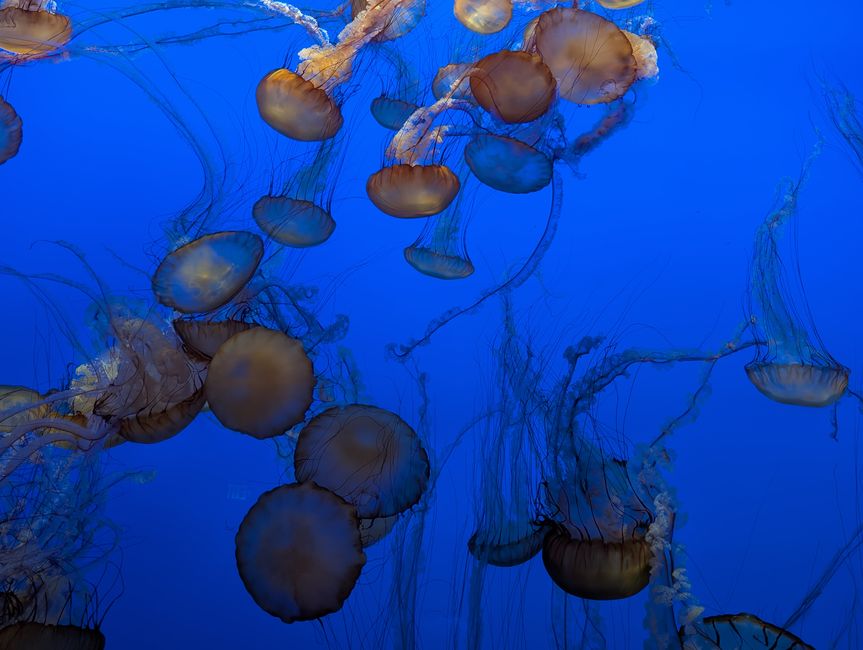 Aquarium de Monterey