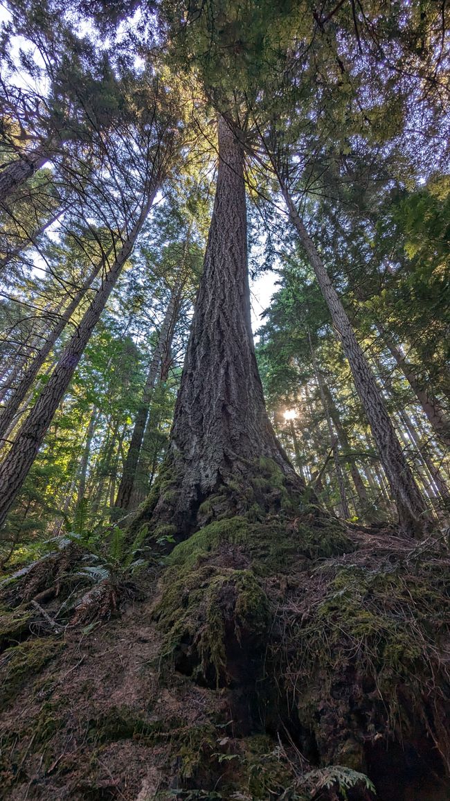 Englishman River Falls Provincial Park