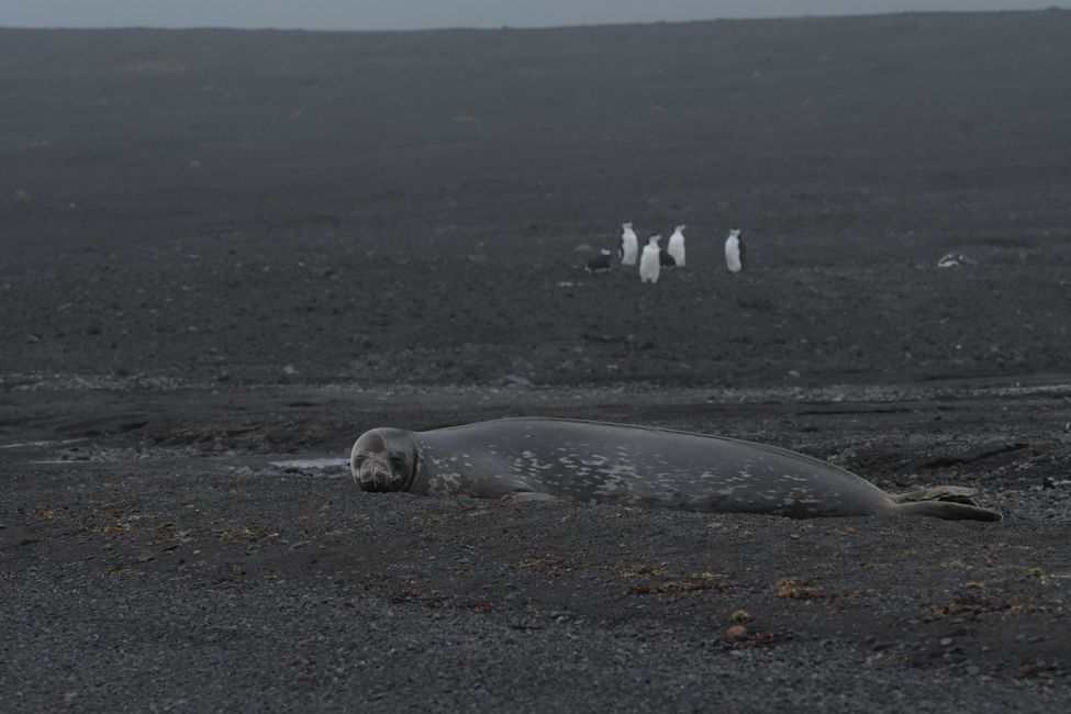 Phoque de Weddell / Weddell seal