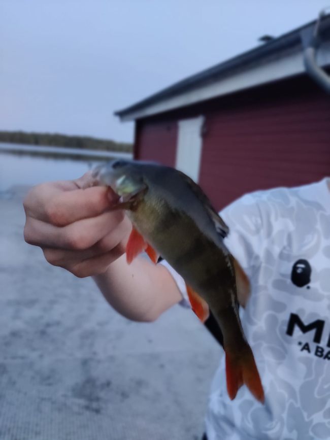 Erster Fisch 🎣 